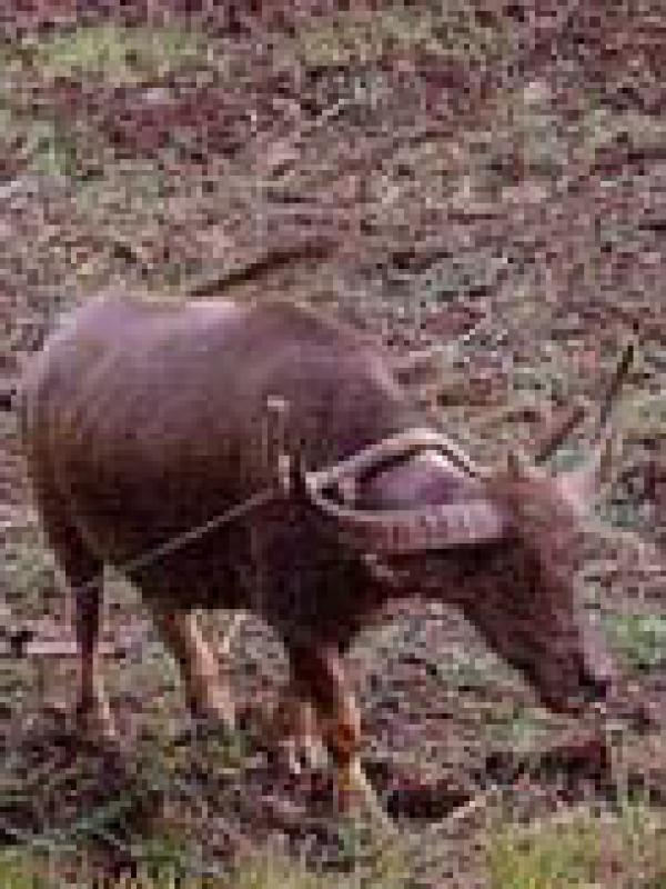 คุณหยุดทำงานเป็นวัวเป็นความแล้วหรือยัง